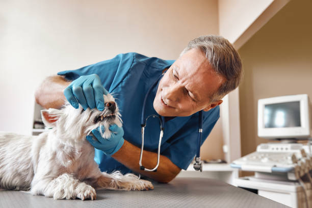 Best Emergency Tooth Extraction in Marble Hill, MO